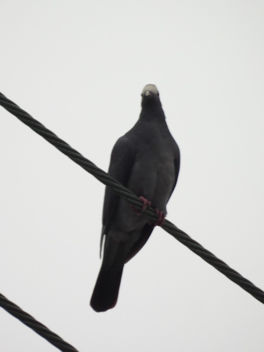 White-crowned Pigeon - ML616186337