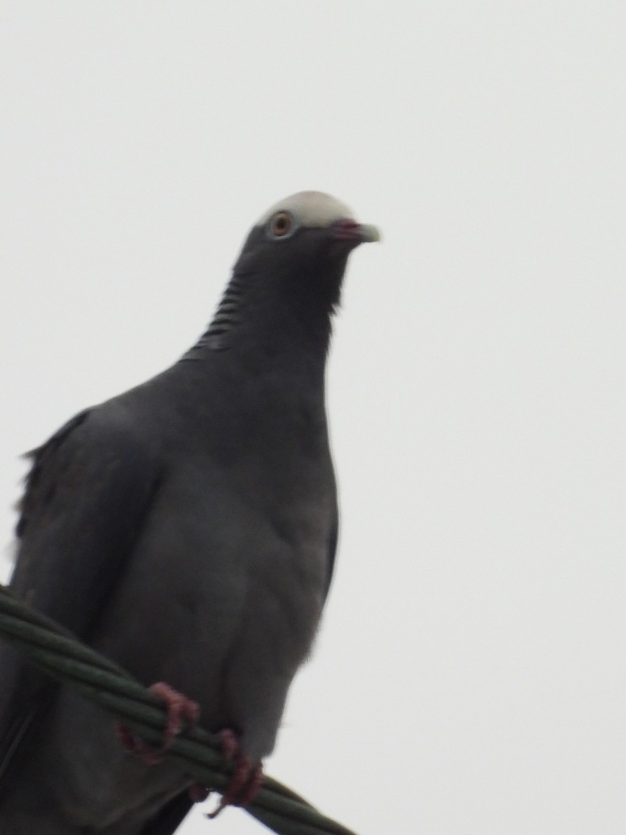 White-crowned Pigeon - ML616186345