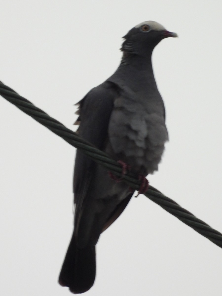 White-crowned Pigeon - ML616186356