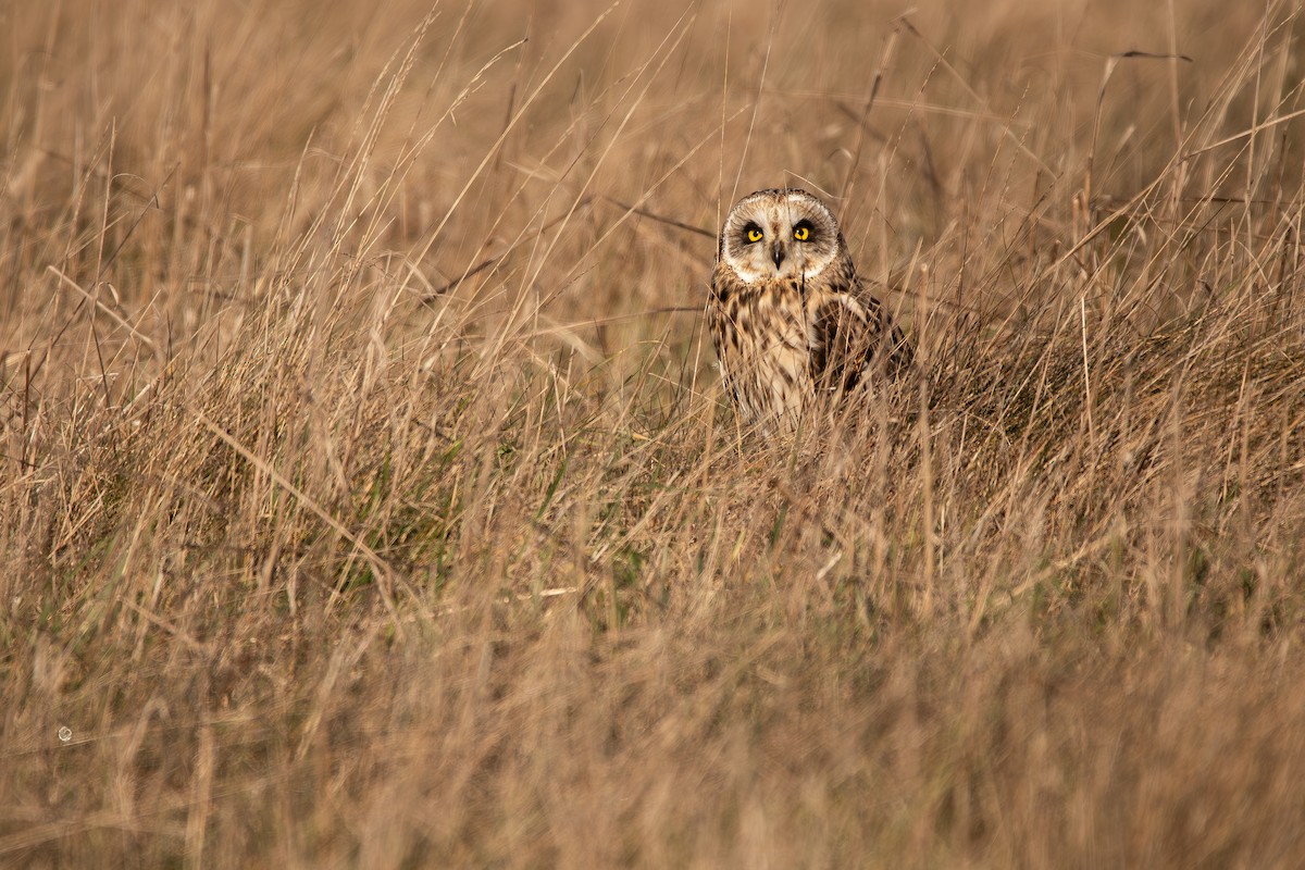 Short-eared Owl - ML616186492