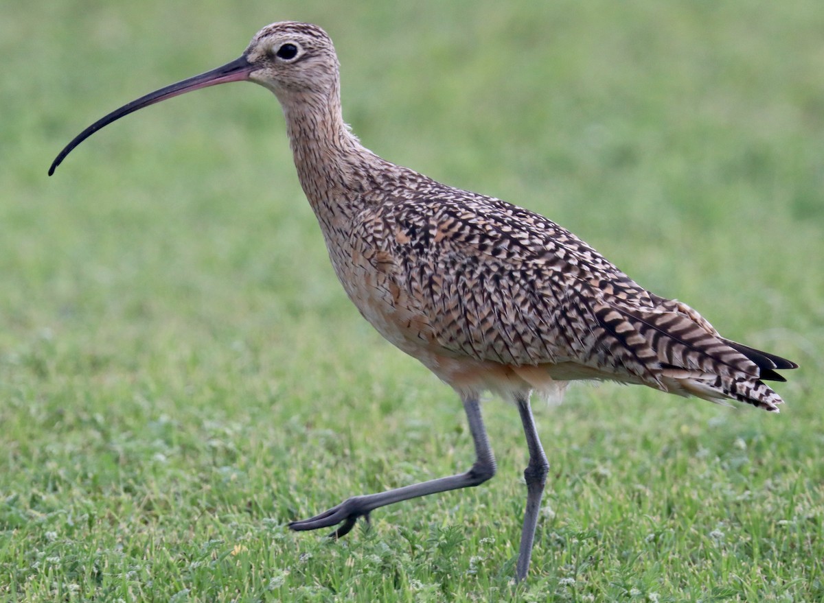 Long-billed Curlew - ML616186511