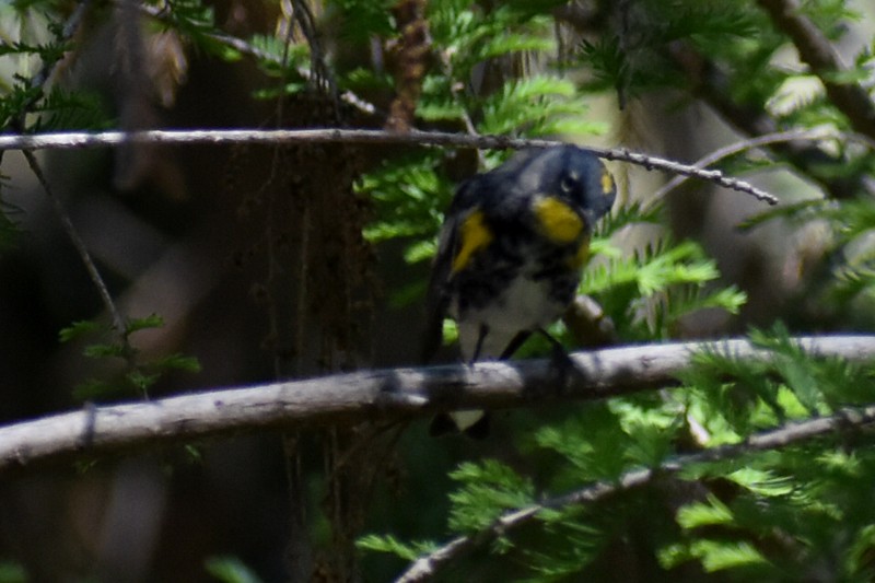Yellow-rumped Warbler - ML616186678