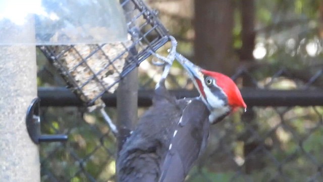 Pileated Woodpecker - ML616186681
