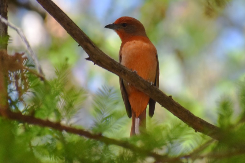 Hepatic Tanager - ML616186725