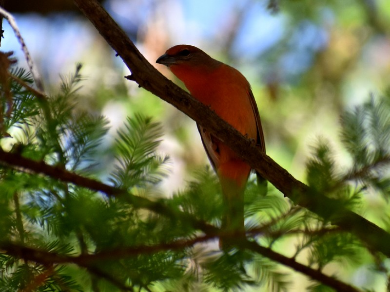Hepatic Tanager - ML616186728