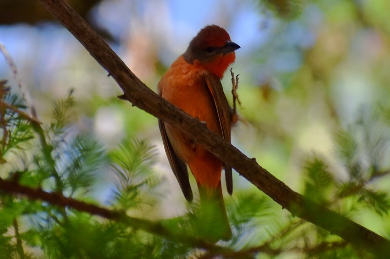 Hepatic Tanager - ML616186729