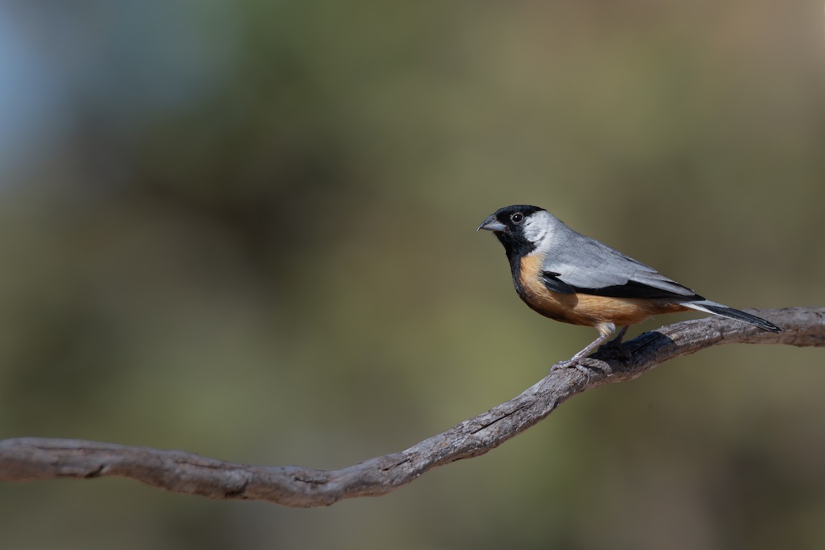 Coal-crested Finch - ML616186759