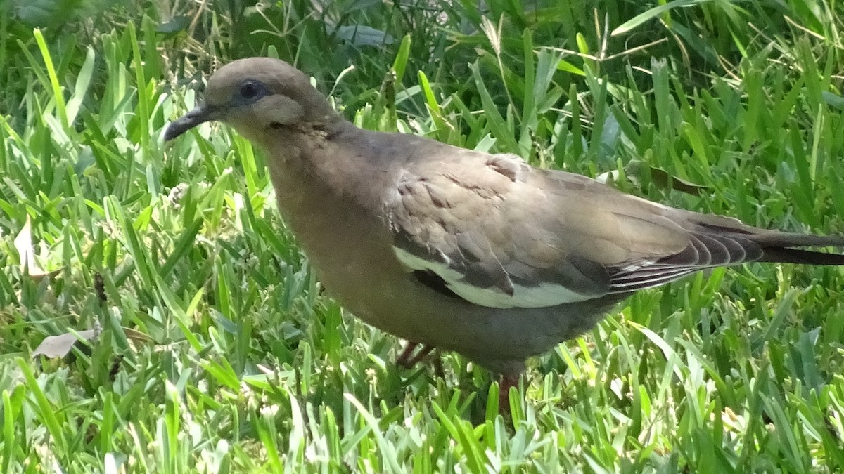 West Peruvian Dove - ML616186828