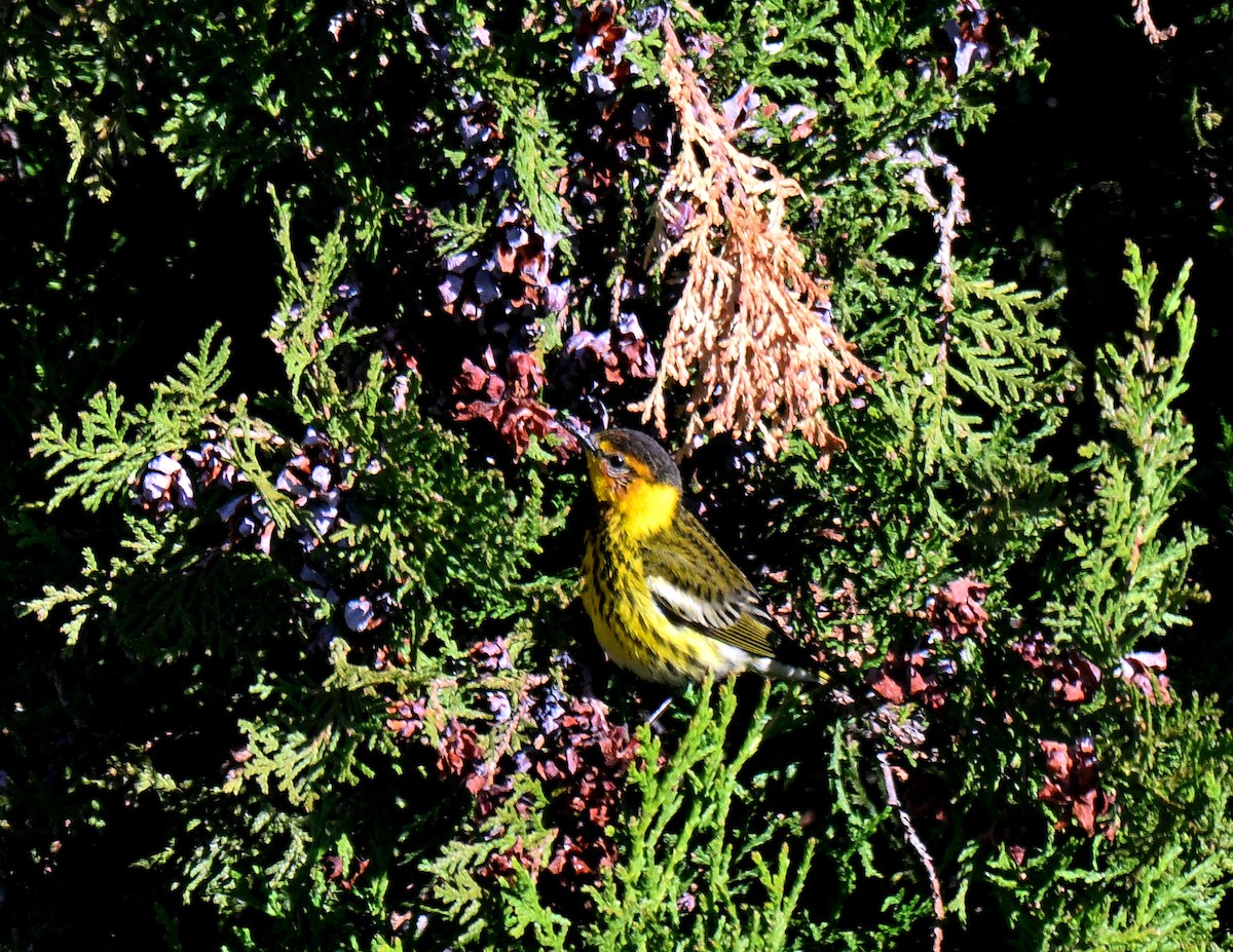 Cape May Warbler - ML616186841