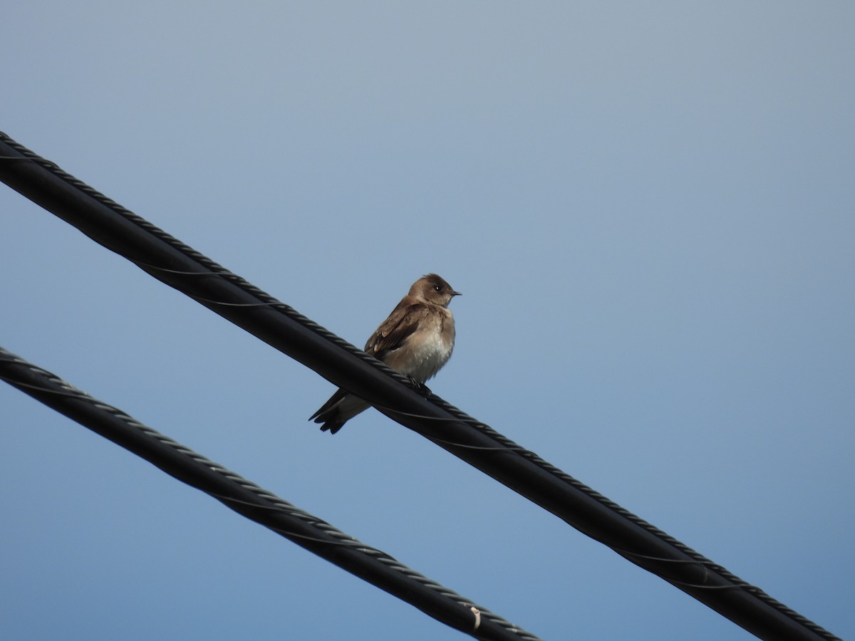 Northern Rough-winged Swallow - ML616186949