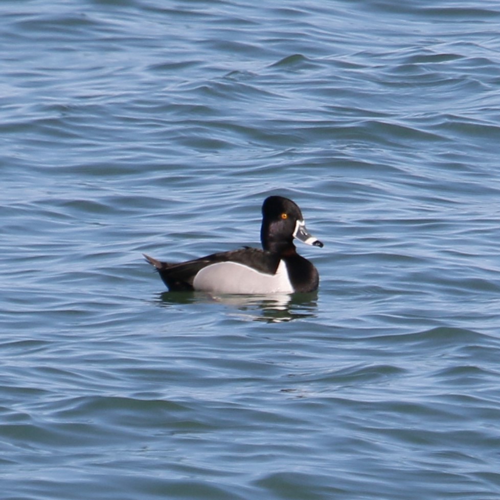 Ring-necked Duck - ML616187111