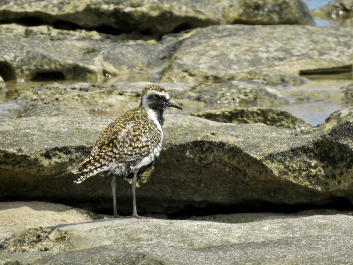 Pacific Golden-Plover - Michael Young