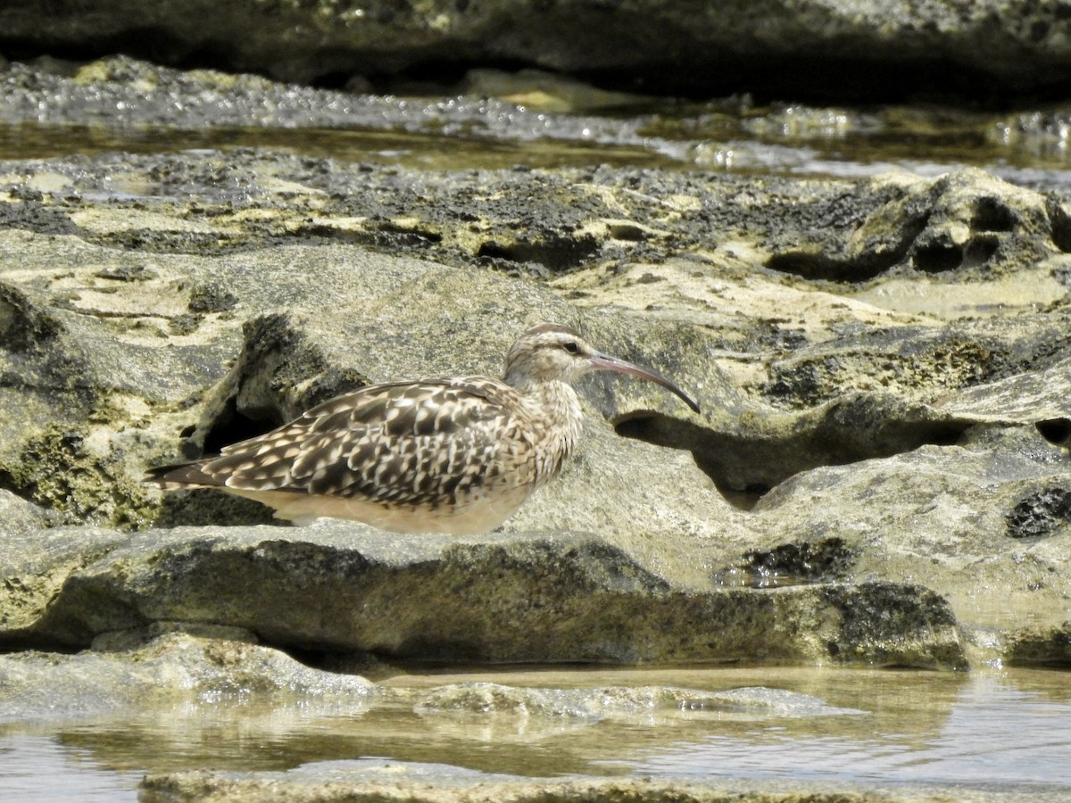 Bristle-thighed Curlew - ML616187179