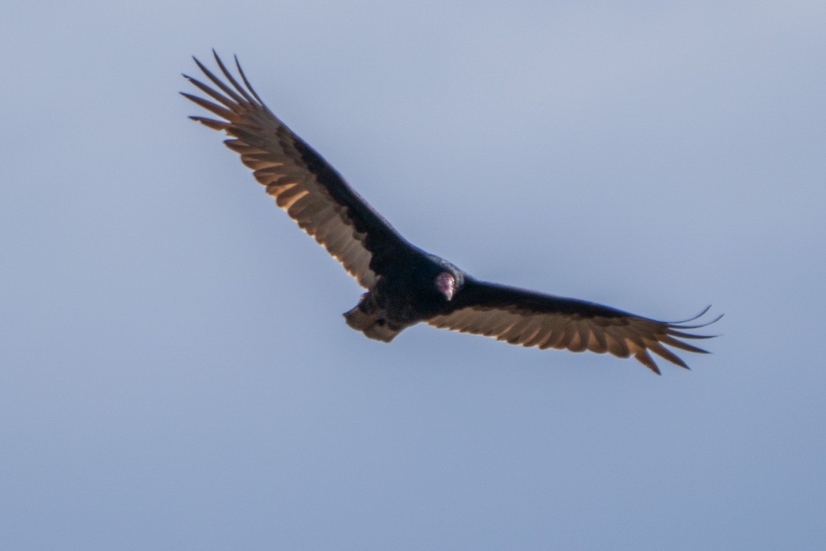 Turkey Vulture - ML616187237