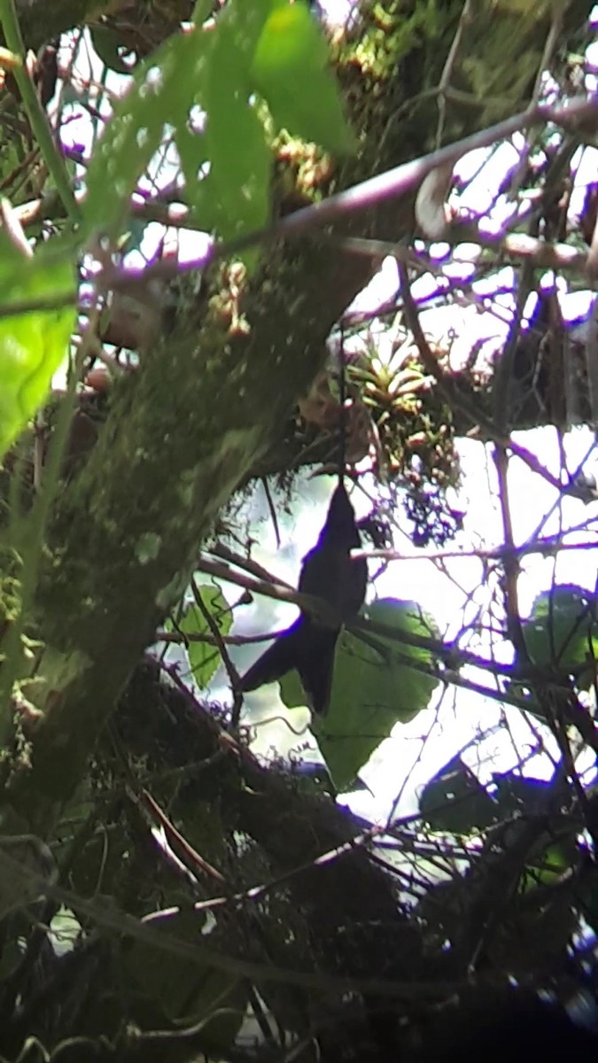 Sword-billed Hummingbird - ML616187297