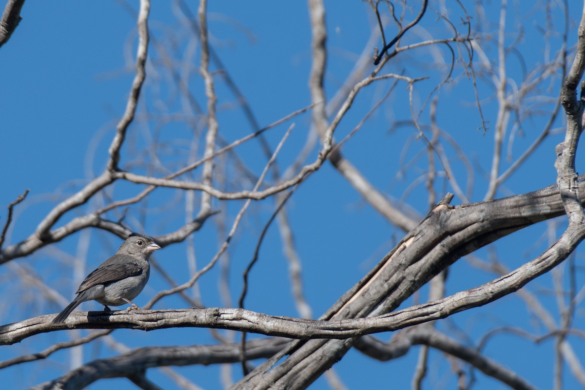 Pileated Finch - ML616187298