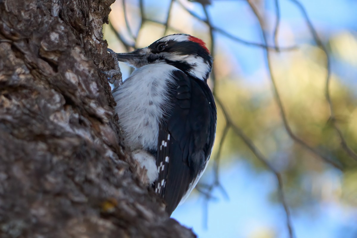 Hairy Woodpecker (Rocky Mts.) - Hunter Book