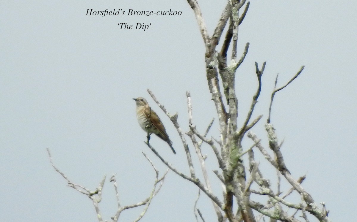 Horsfield's Bronze-Cuckoo - ML616187323