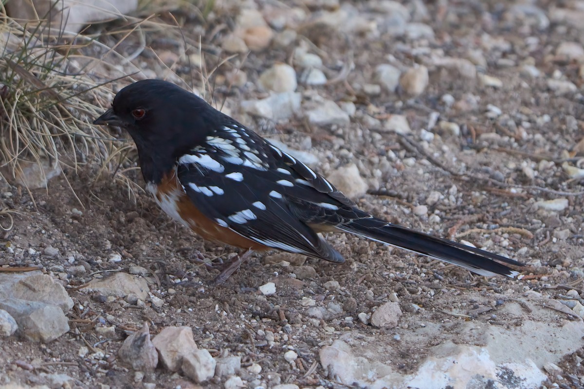 Spotted Towhee - ML616187336
