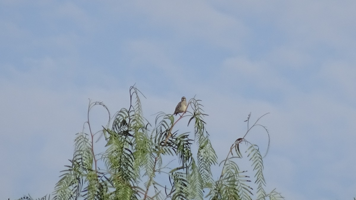 Peruvian Meadowlark - ML616187651