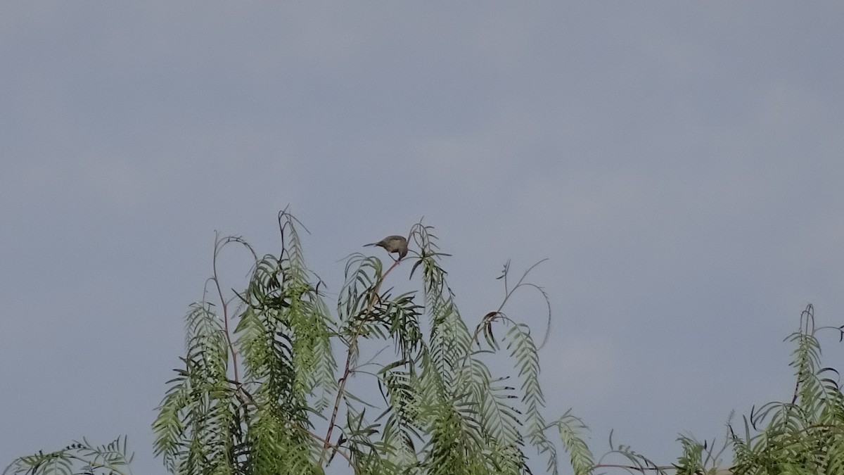 Peruvian Meadowlark - ML616187652