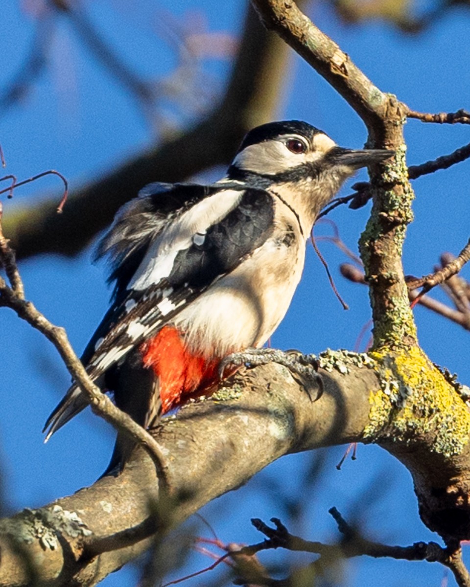 Great Spotted Woodpecker - ML616187727