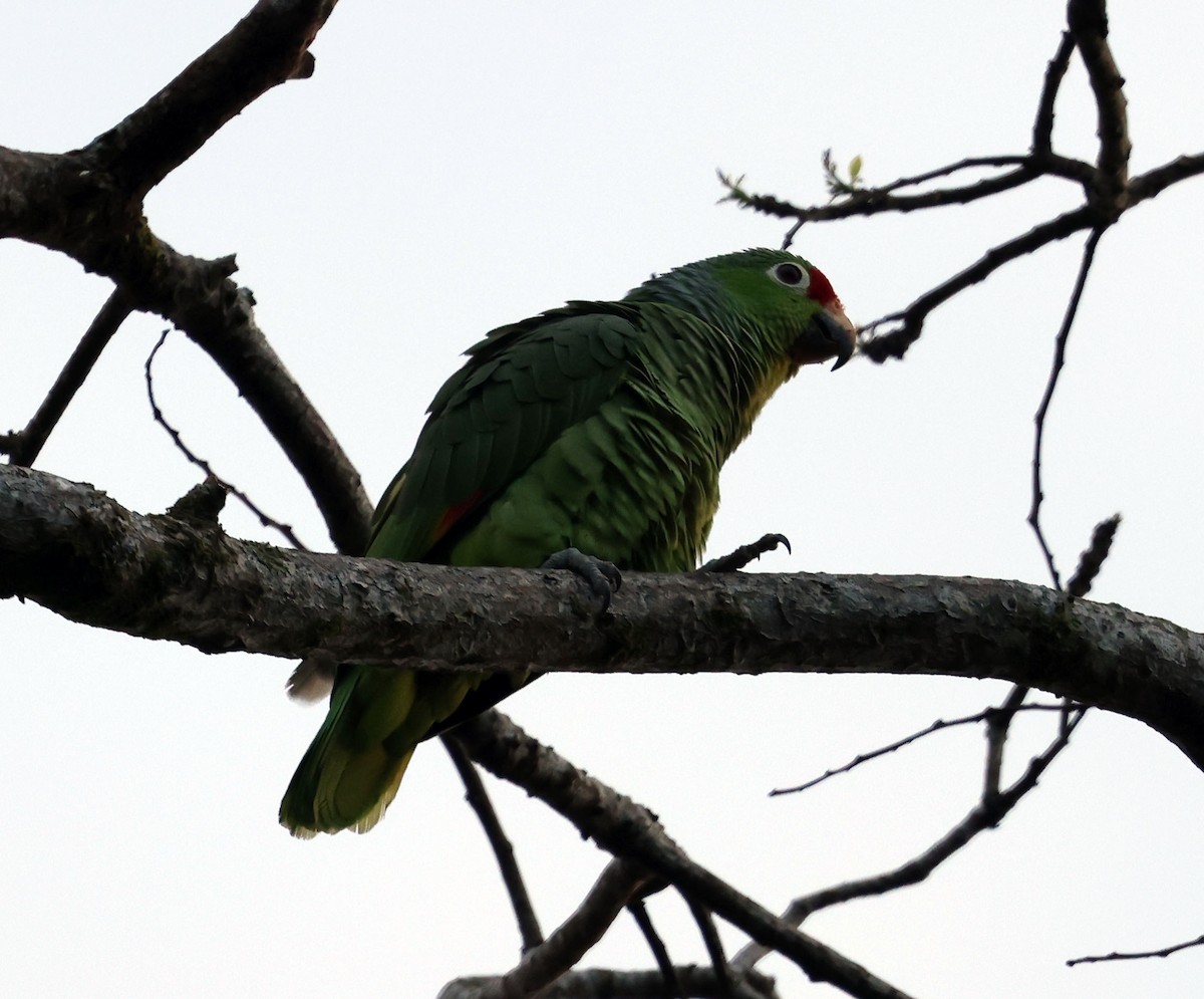Red-lored Parrot - ML616187771