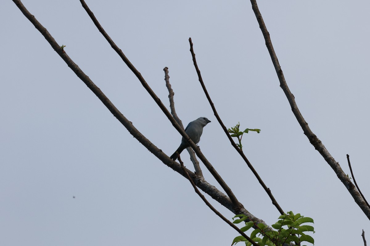 Blue-gray Tanager - ML616187838