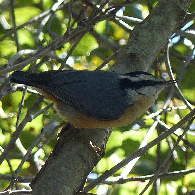 Red-breasted Nuthatch - ML616187914