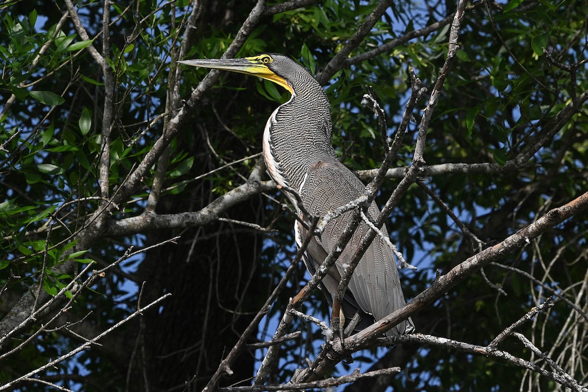Bare-throated Tiger-Heron - Troy Hibbitts
