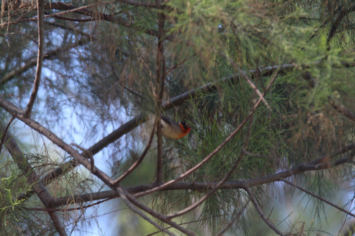 Red-faced Warbler - ML616188124