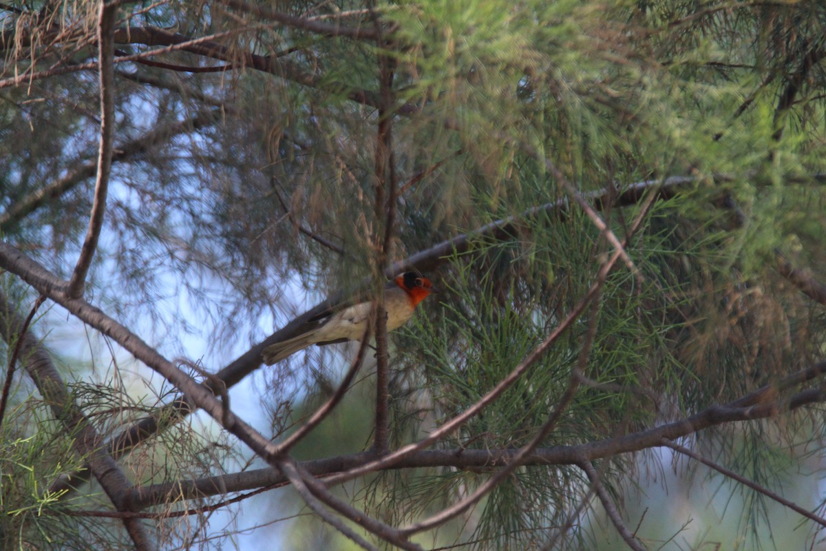 Red-faced Warbler - ML616188129
