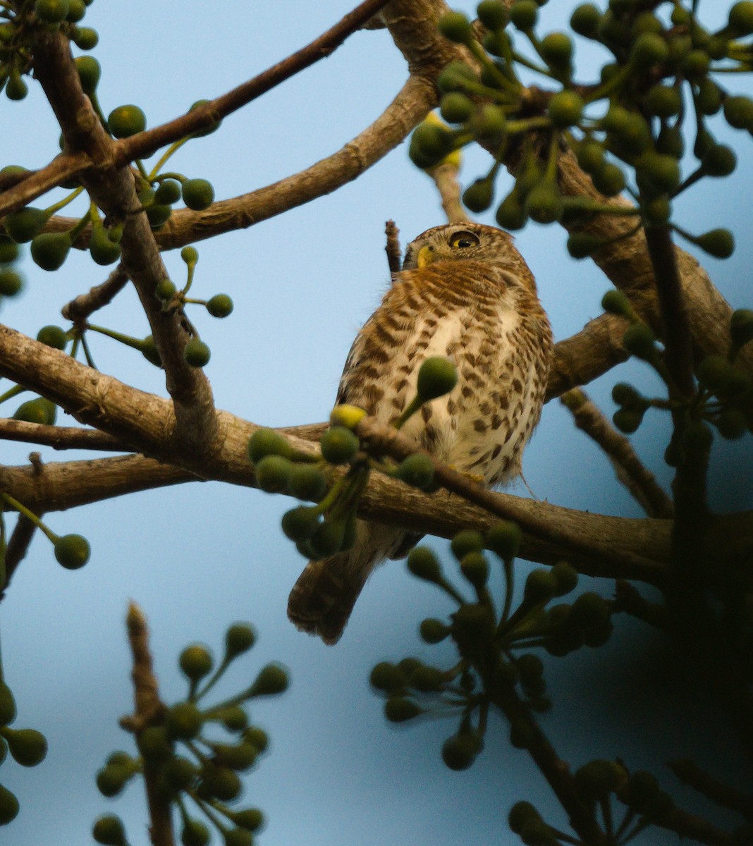 Cuban Pygmy-Owl - ML616188138
