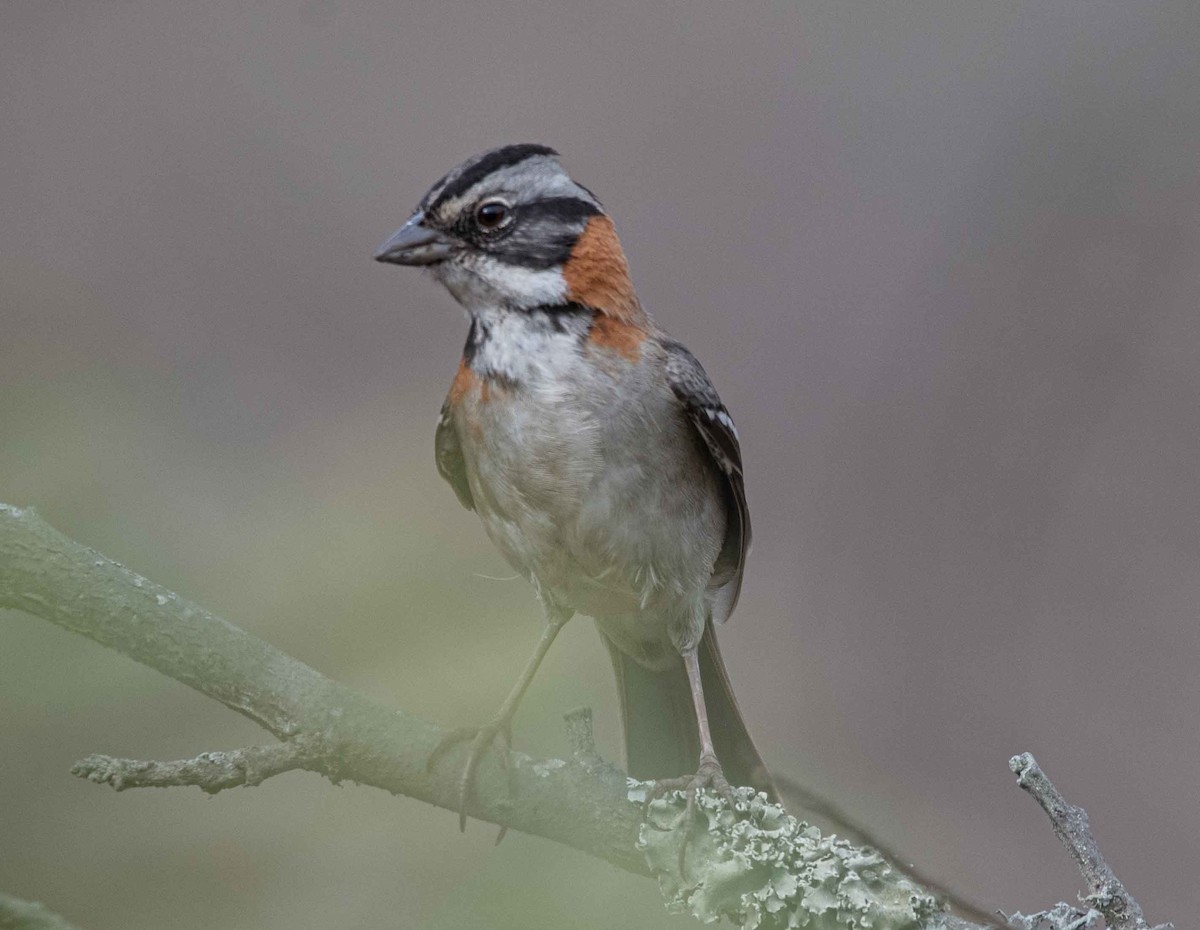 Rufous-collared Sparrow - ML616188143