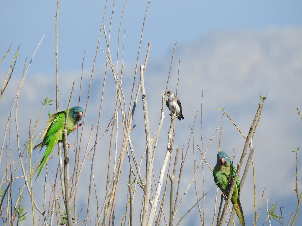 Blue-crowned Parakeet - ML616188221