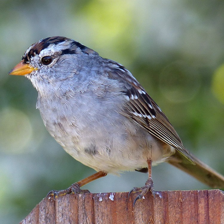 White-crowned Sparrow - ML616188235