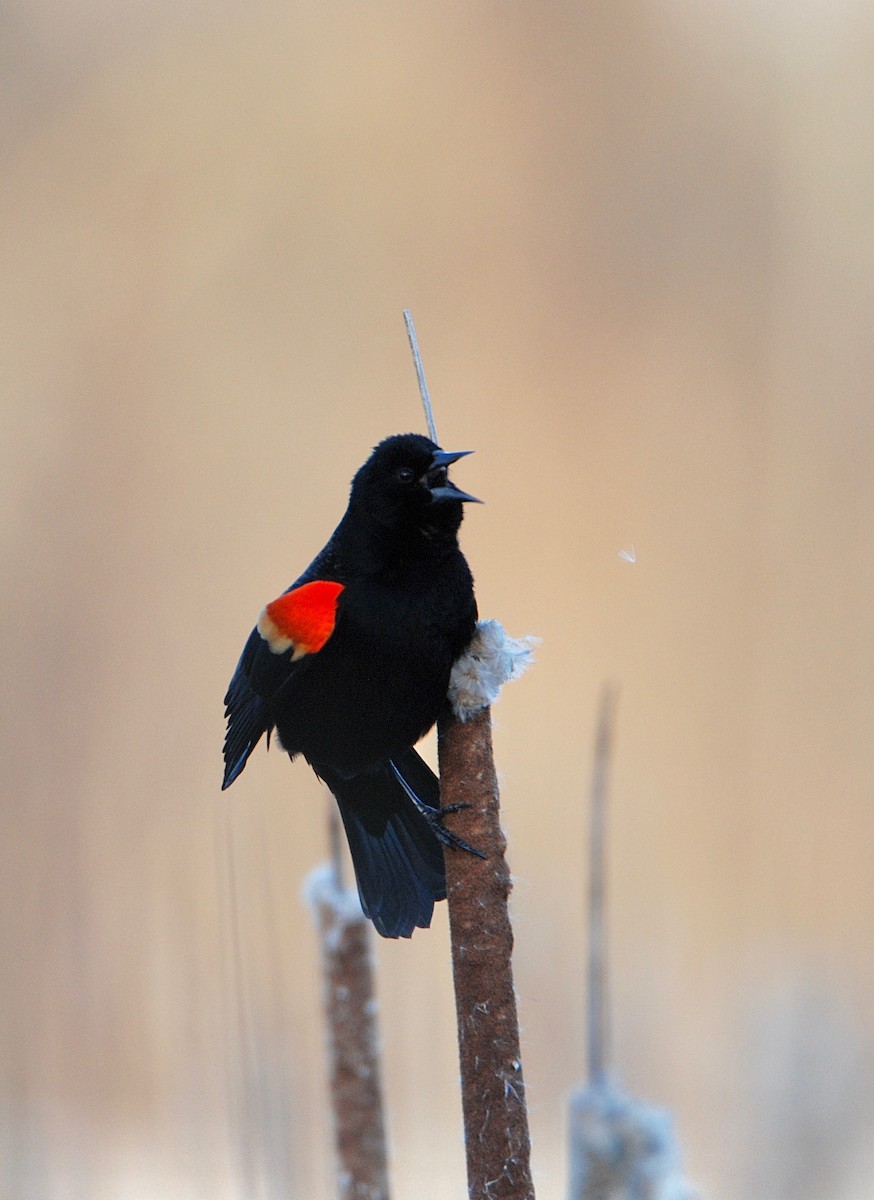 Red-winged Blackbird - ML616188336