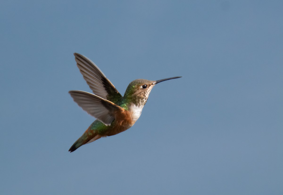 Allen's Hummingbird - ML616188451