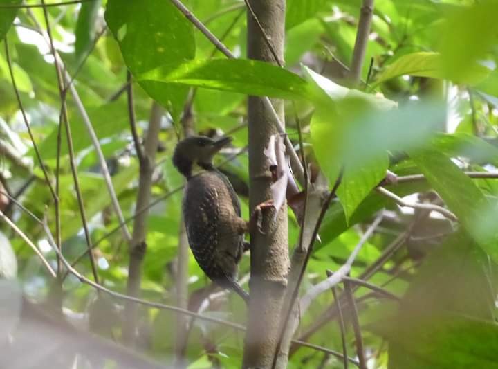Buff-necked Woodpecker - ML616188472