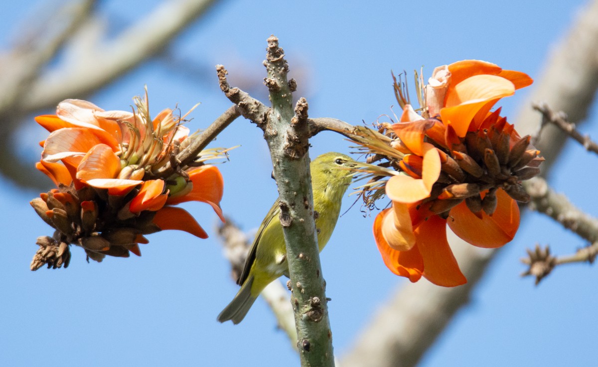 Orange-crowned Warbler - Kim Moore