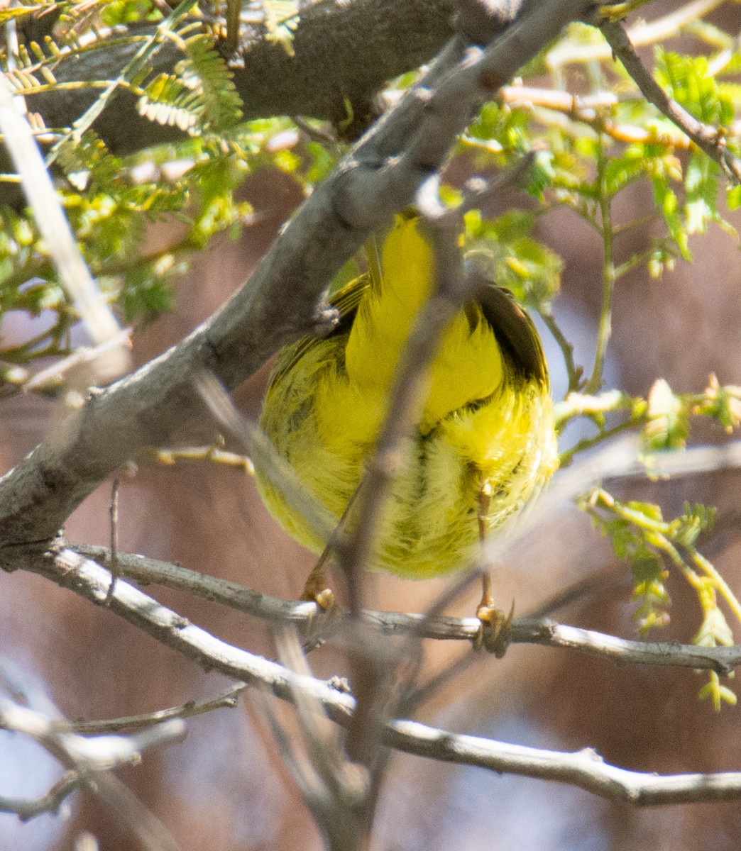 Yellow Warbler - ML616188521