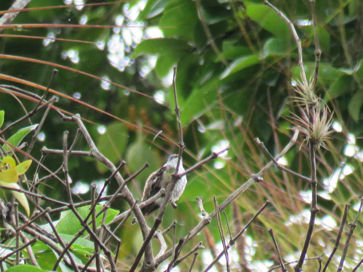 Azure-crowned Hummingbird - ML616188534