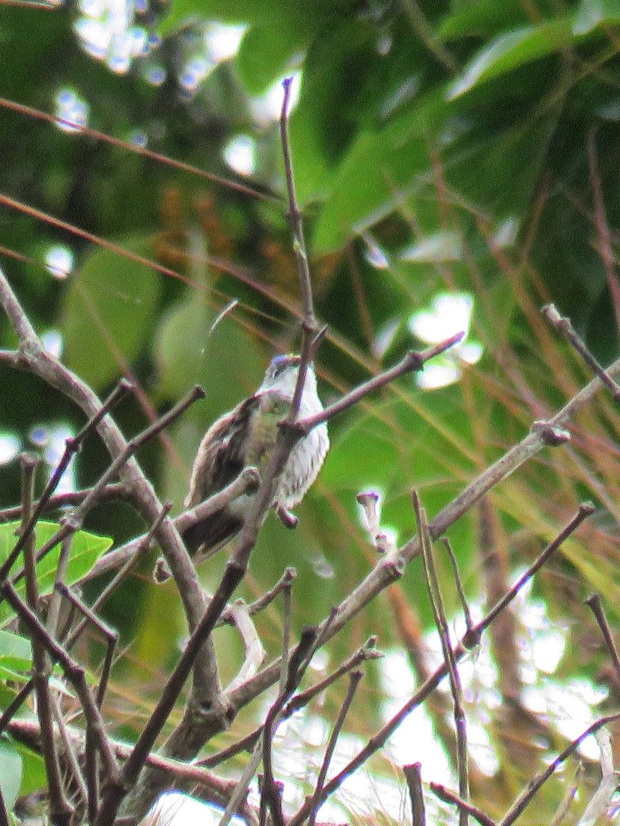 Azure-crowned Hummingbird - ML616188607