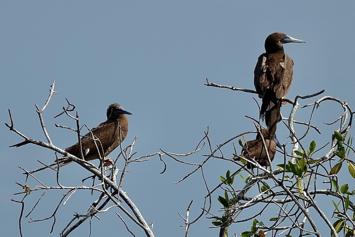 Brown Booby - ML616188719