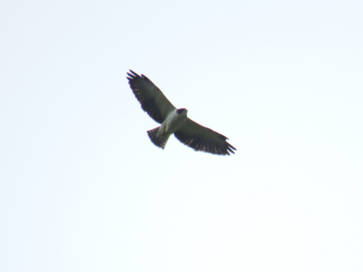 Short-tailed Hawk - ML616188781