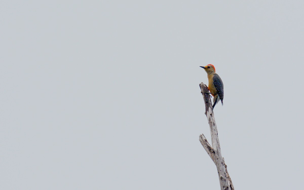Yucatan Woodpecker - ML616188801