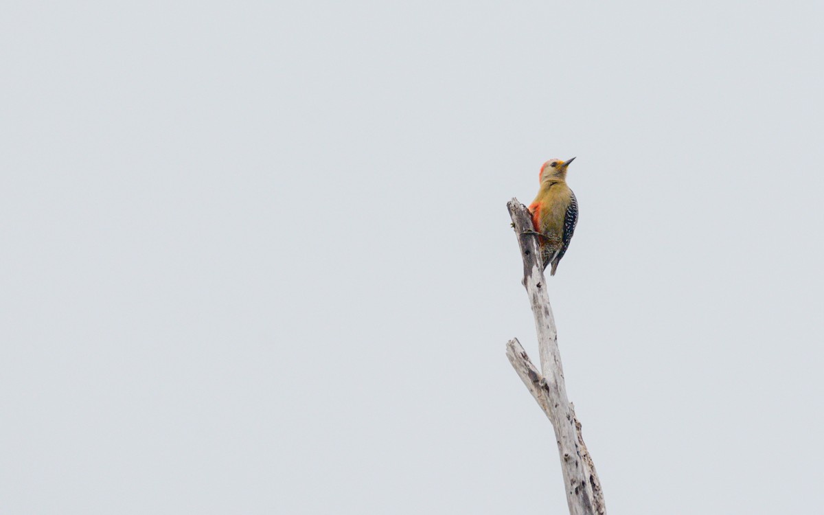 Yucatan Woodpecker - ML616188802