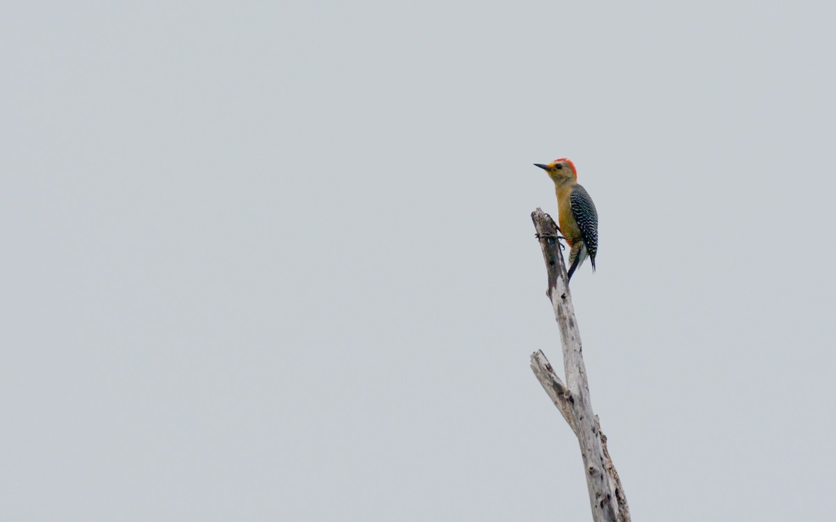 Yucatan Woodpecker - ML616188803