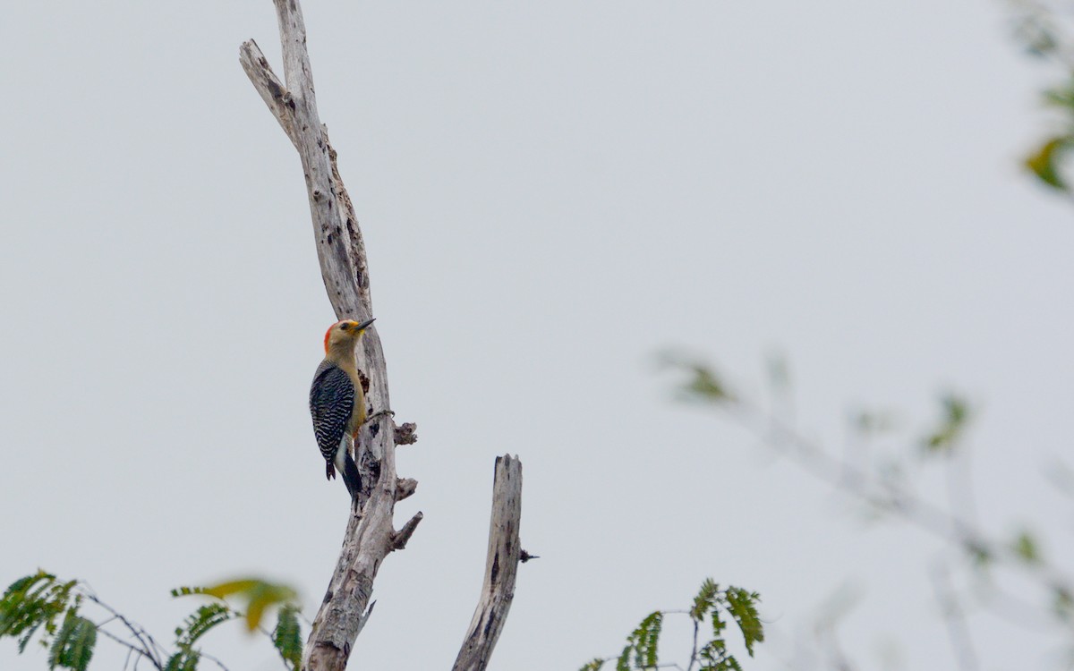 Yucatan Woodpecker - ML616188804