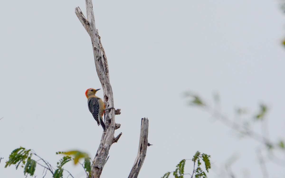 Yucatan Woodpecker - ML616188805